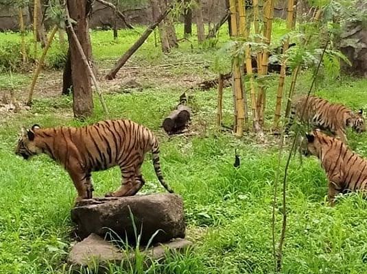 A family of tigers relaxing in a grassy enclosure at the Rajiv Gandhi Zoological Park. The tigers are striped and appear to be resting in the shade.